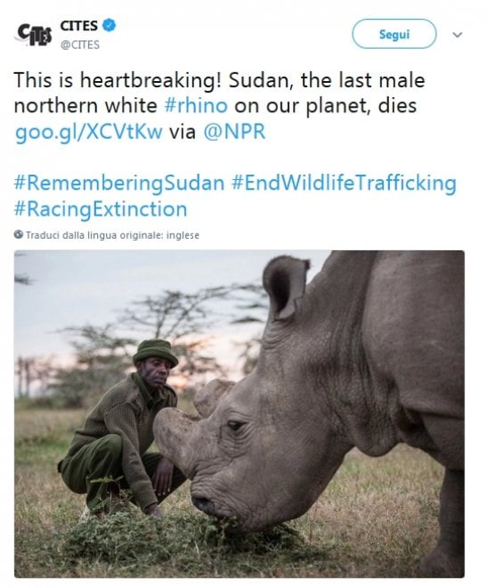 Addio a Sudan, l'ultimo rinoceronte bianco