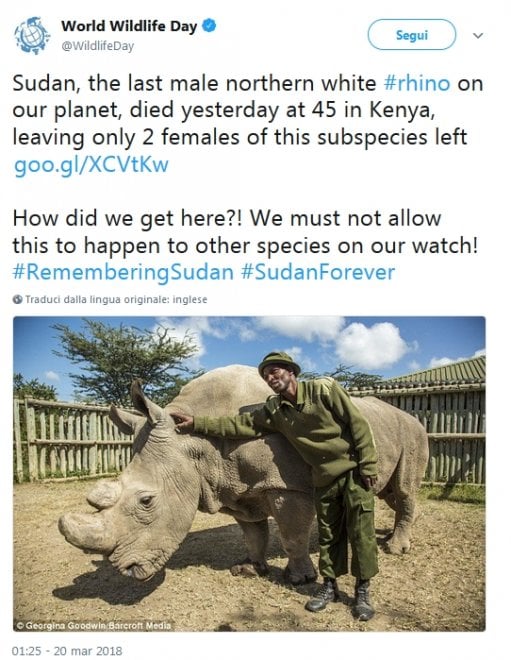 Addio a Sudan, l'ultimo rinoceronte bianco