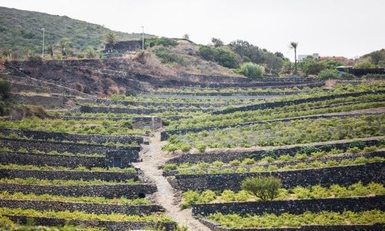 &nbsp;Terrazzamenti a Pantelleria