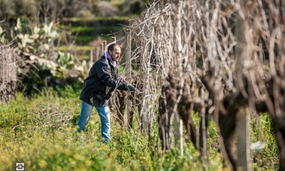 &nbsp;Barbatelle a piede franco&nbsp;