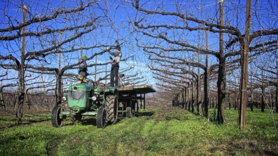 Neve, ghiaccio e vigneti impossibili: quando anche la potatura è un atto di eroismo