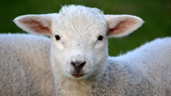 L'agnello morto? Lontano dagli occhi. A Napoli la guerra tra Comune e macellai