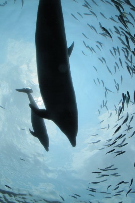 Taiwan, l'odissea della macchina fotografica persa in mare: trovata ancora carica dopo 3 anni