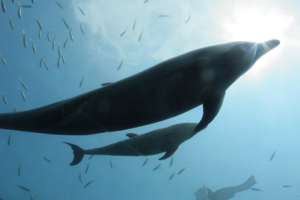 Taiwan, l'odissea della macchina fotografica persa in mare: trovata ancora carica dopo 3 anni