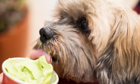 Sorpresa, a Fido piace il gelato ecco i gusti speciali per i cani la Repubblica
