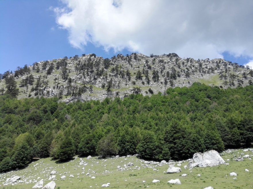 Italus, l'highlander dei boschi del Pollino ha 1230 anni