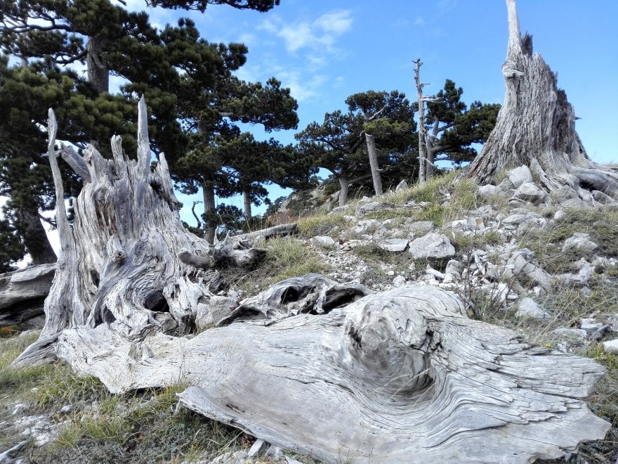 Italus, l'highlander dei boschi del Pollino ha 1230 anni