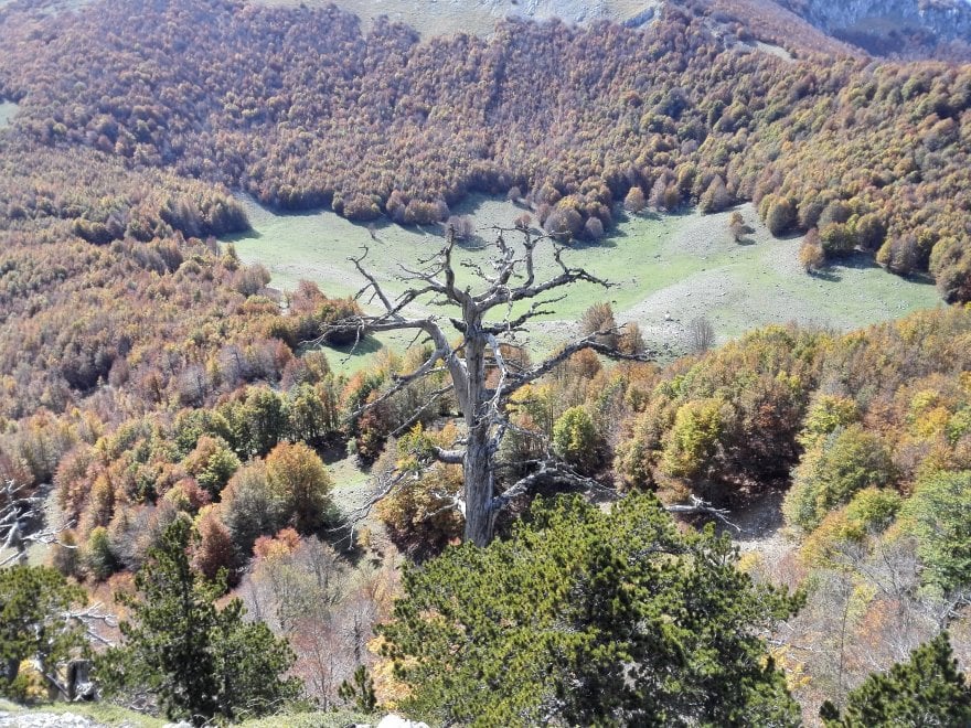 Italus, l'highlander dei boschi del Pollino ha 1230 anni