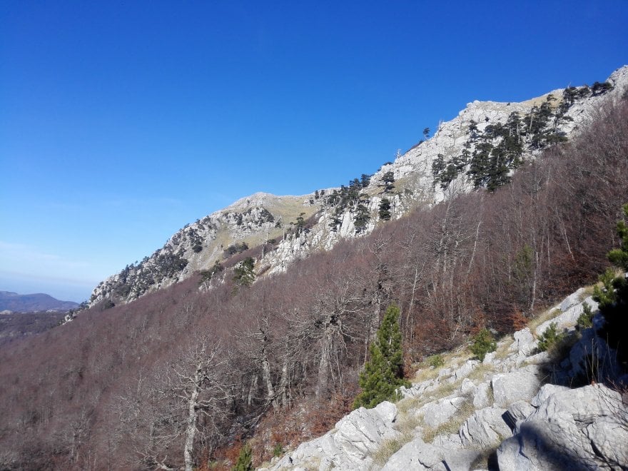 Italus, l'highlander dei boschi del Pollino ha 1230 anni