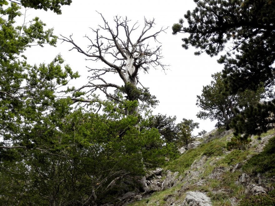 Italus, l'highlander dei boschi del Pollino ha 1230 anni