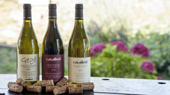 Geg&egrave; e gli altri vini prodotti dalla Cantina Cavalieri