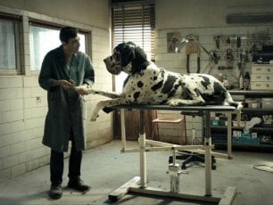 Palm Dog, tra cinofilia e cinefilia: 'cappotto' per l'intero cast canino di 'Dogman'