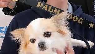 Tra cinofilia e cinefilia: il cast canino di 'Dogman' vince il premio Palm Dog