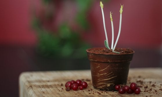 &nbsp;Il dessert Germoglio