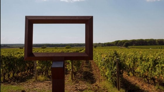 &nbsp;I vigneti dell'azienda Le Macchiole