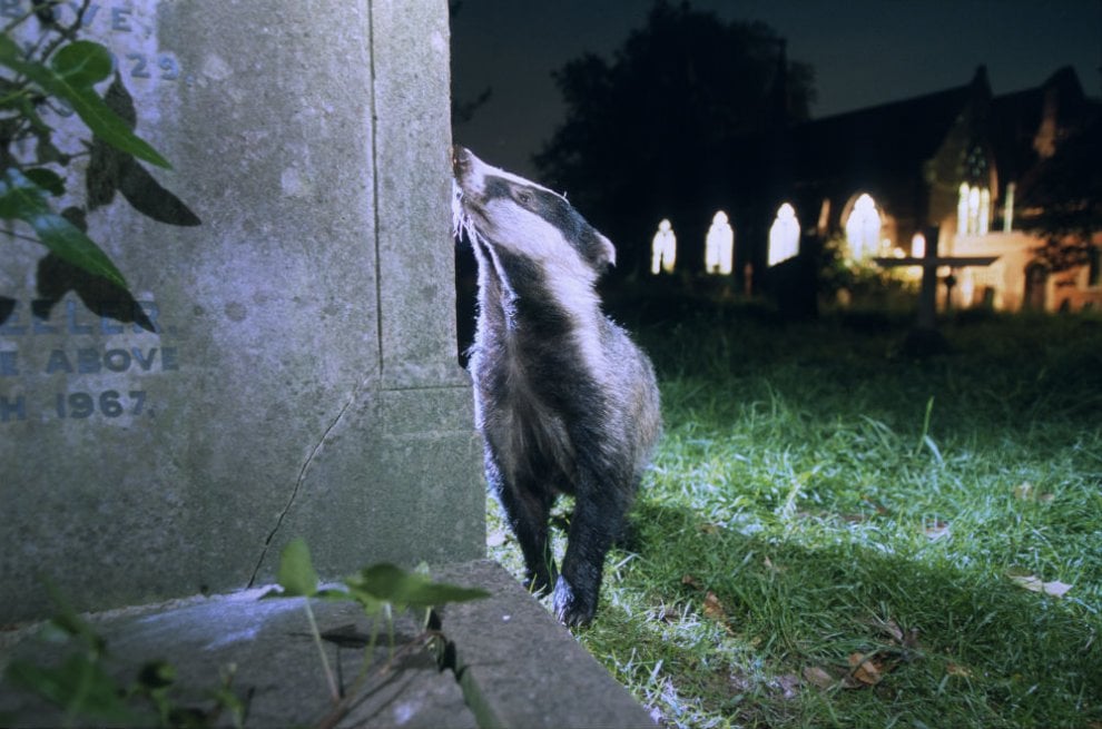 Mammiferi di notte: dal cinghiale al tasso