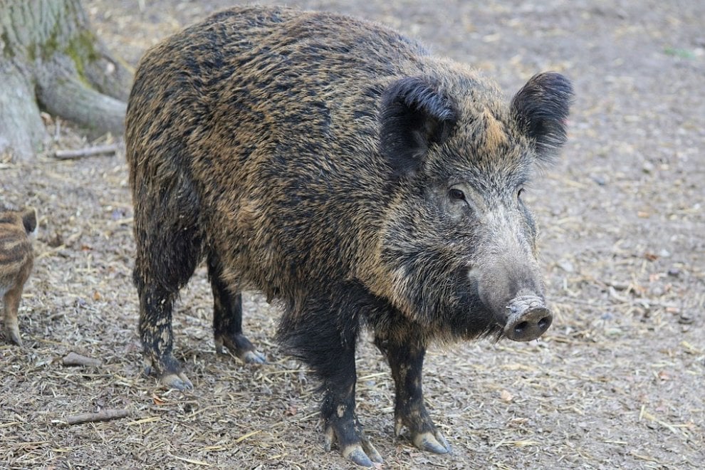 Mammiferi di notte: dal cinghiale al tasso