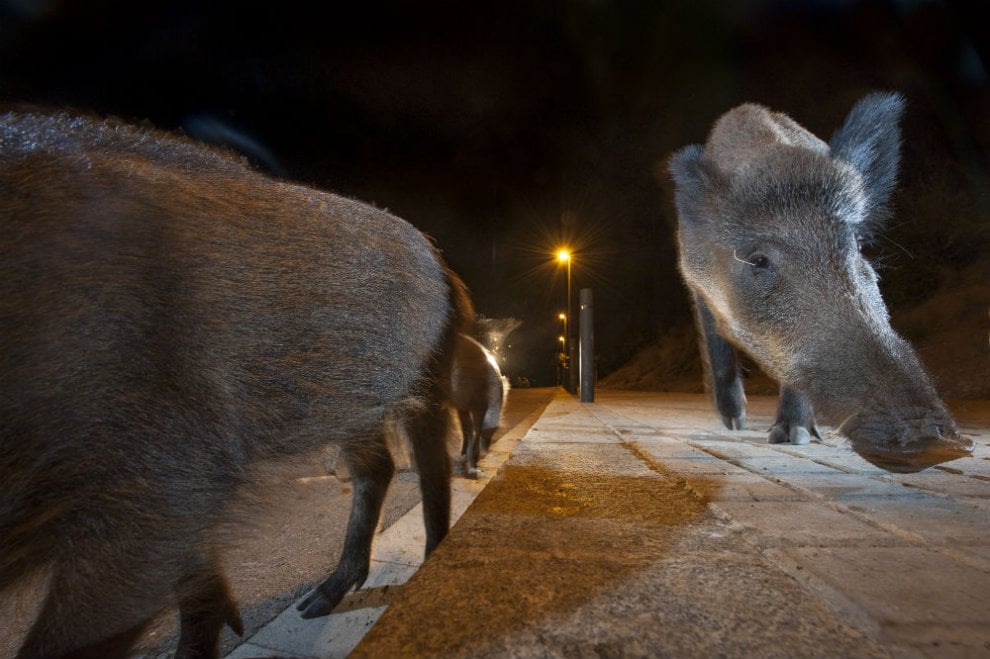 Mammiferi di notte: dal cinghiale al tasso