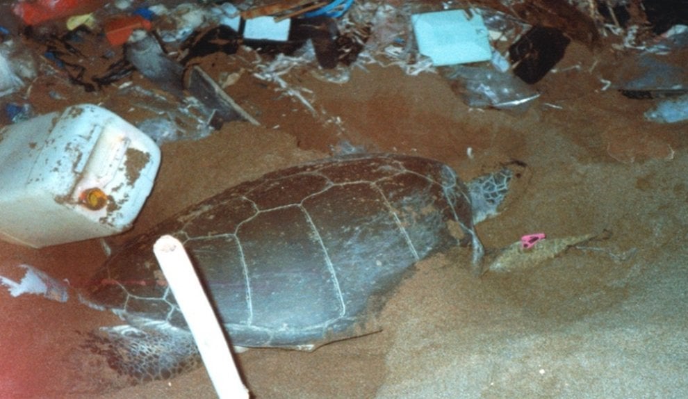 Wwf, sos tartarughe: salviamole dalla plastica
