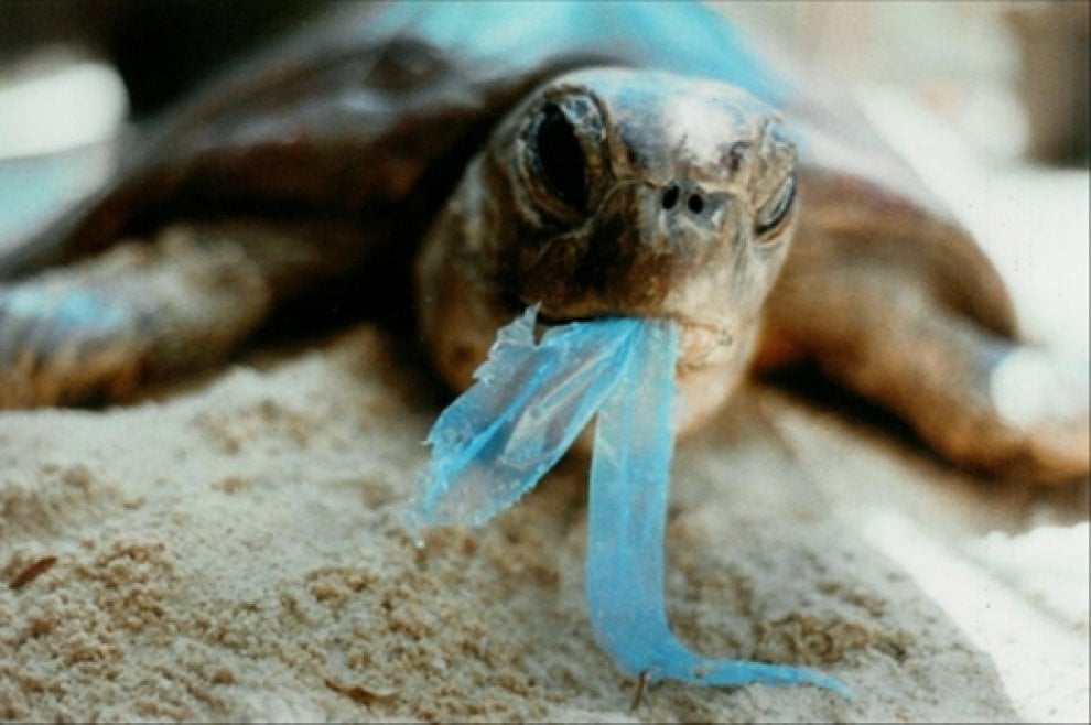 Wwf, sos tartarughe: salviamole dalla plastica
