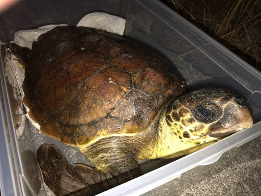 Wwf, sos tartarughe: salviamole dalla plastica