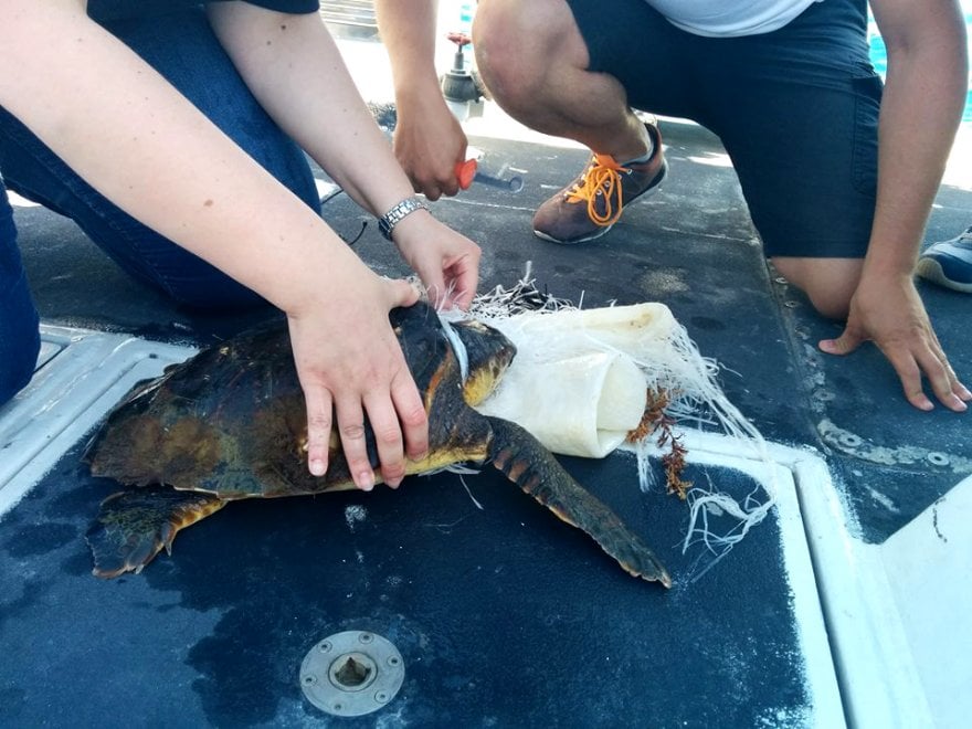 Wwf, sos tartarughe: salviamole dalla plastica