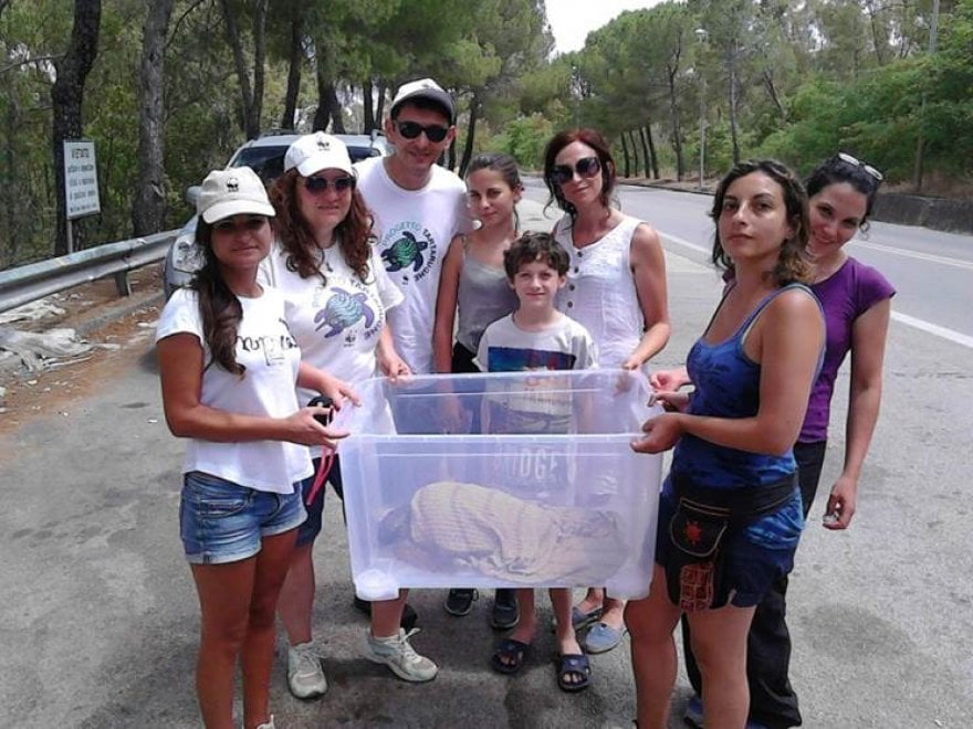 Wwf, sos tartarughe: salviamole dalla plastica