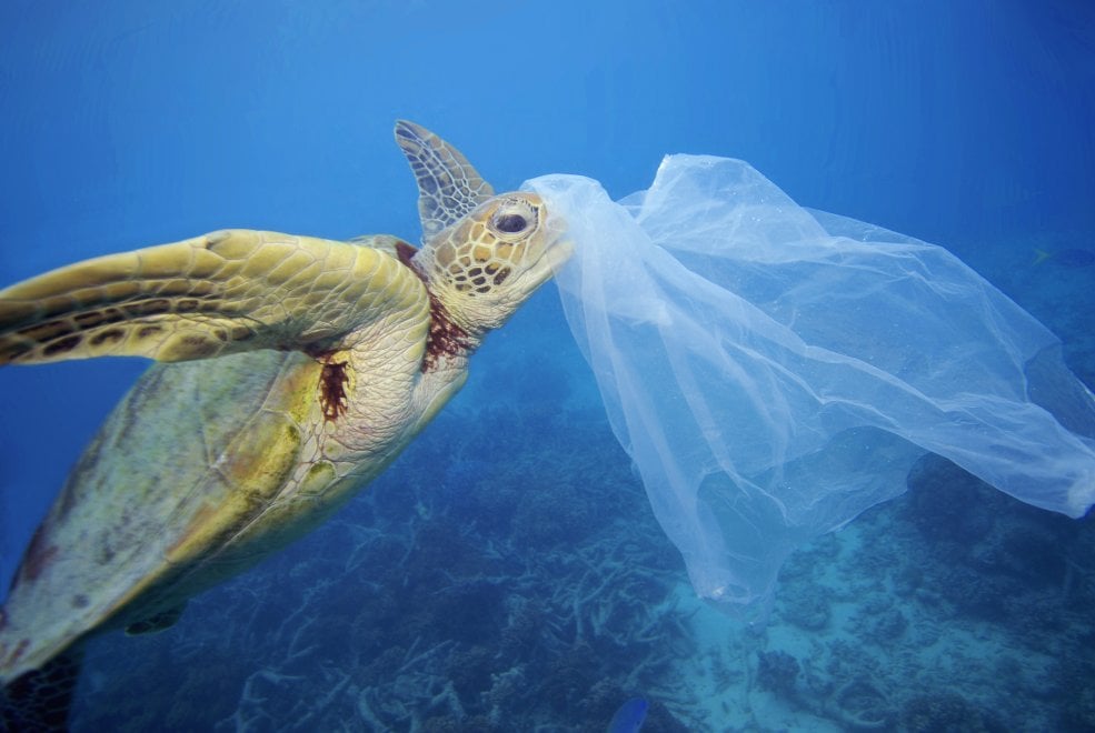 Wwf, sos tartarughe: salviamole dalla plastica