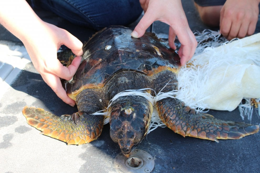 Wwf, sos tartarughe: salviamole dalla plastica
