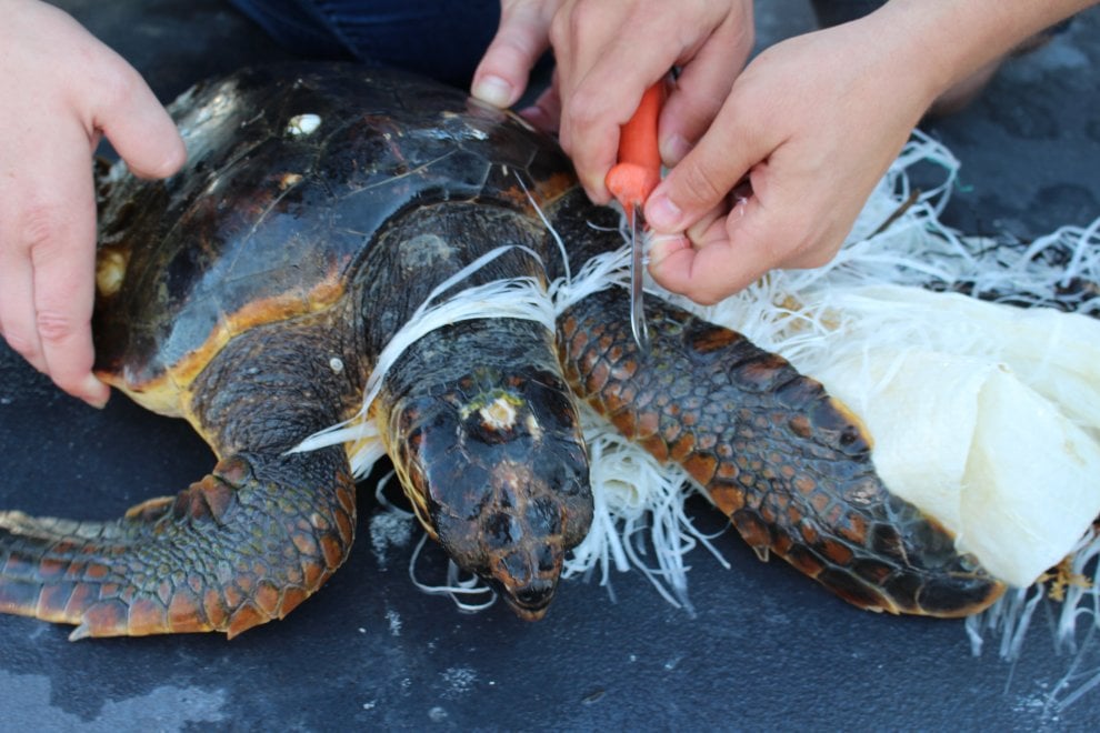Wwf, sos tartarughe: salviamole dalla plastica