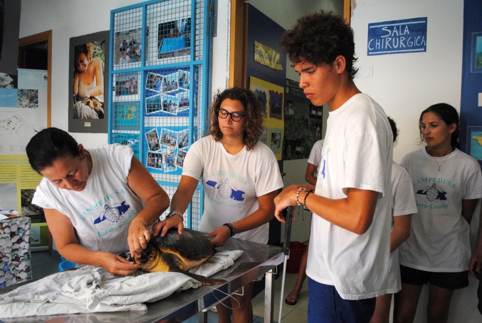 Wwf, sos tartarughe: salviamole dalla plastica