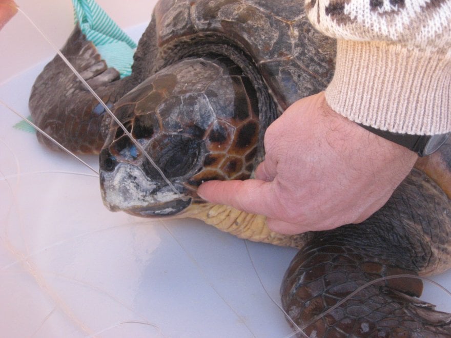 Wwf, sos tartarughe: salviamole dalla plastica
