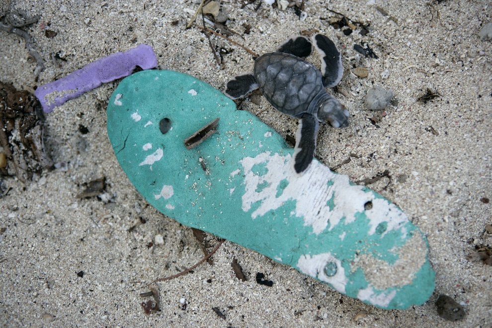Wwf, sos tartarughe: salviamole dalla plastica