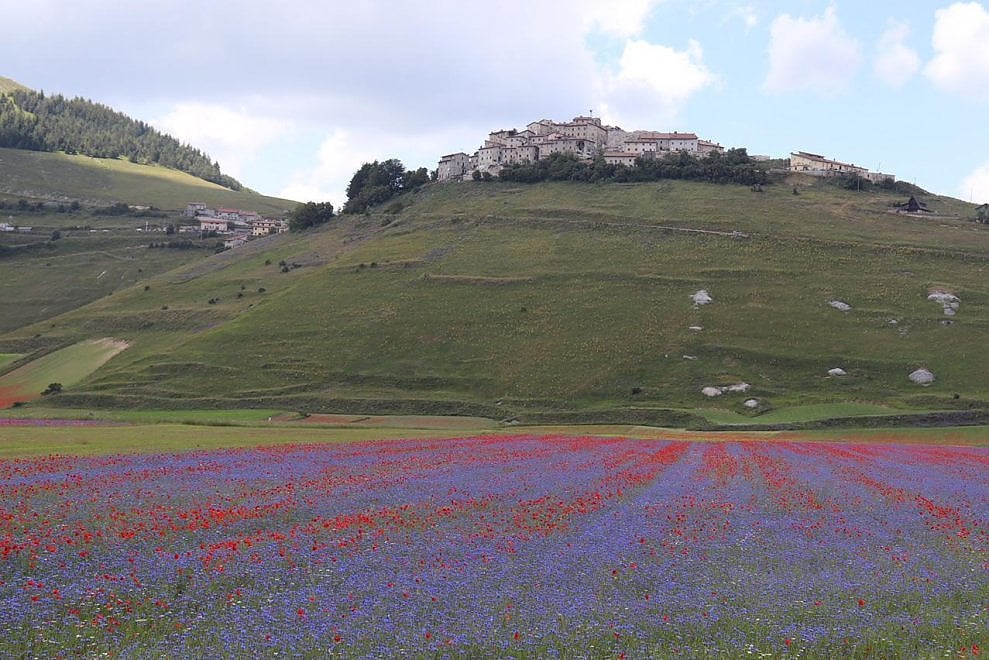 A Castelluccio di Norcia è tornata la Fioritura. Giallo, rosso, blu: una tavolozza di colori che è un incanto