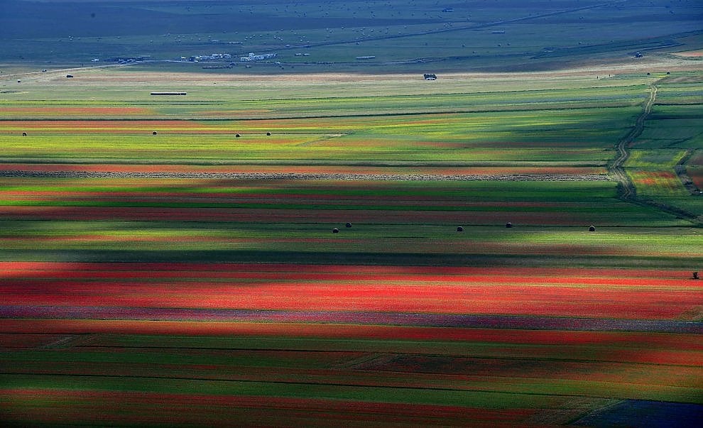 A Castelluccio di Norcia è tornata la Fioritura. Giallo, rosso, blu: una tavolozza di colori che è un incanto