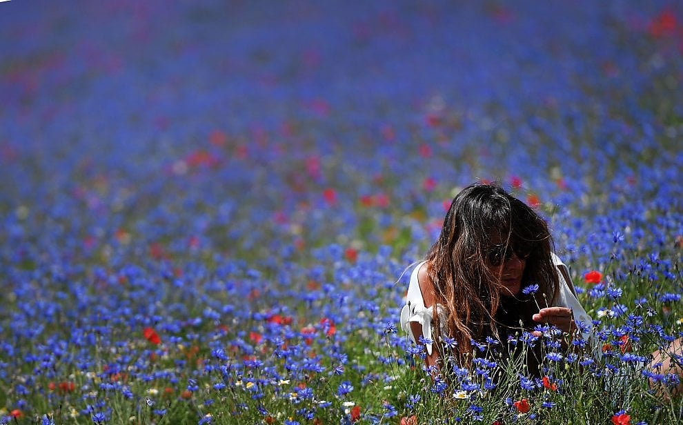 A Castelluccio di Norcia è tornata la Fioritura. Giallo, rosso, blu: una tavolozza di colori che è un incanto
