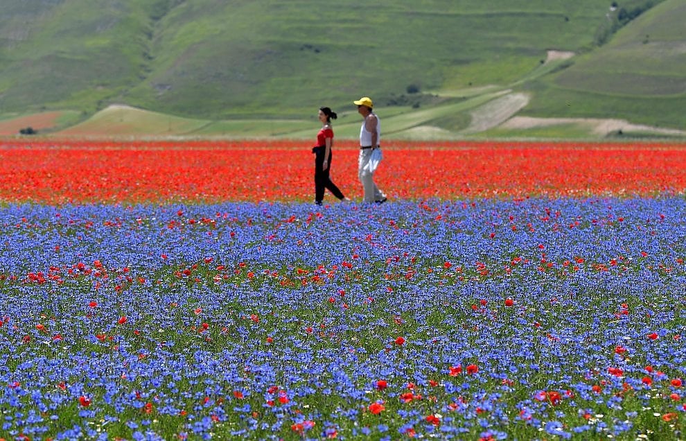 A Castelluccio di Norcia è tornata la Fioritura. Giallo, rosso, blu: una tavolozza di colori che è un incanto