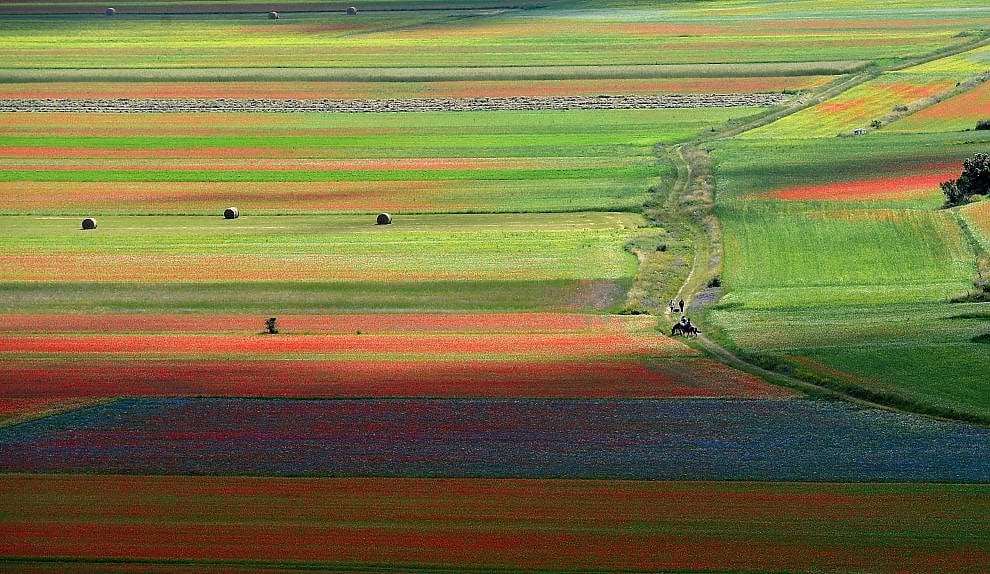 A Castelluccio di Norcia è tornata la Fioritura. Giallo, rosso, blu: una tavolozza di colori che è un incanto