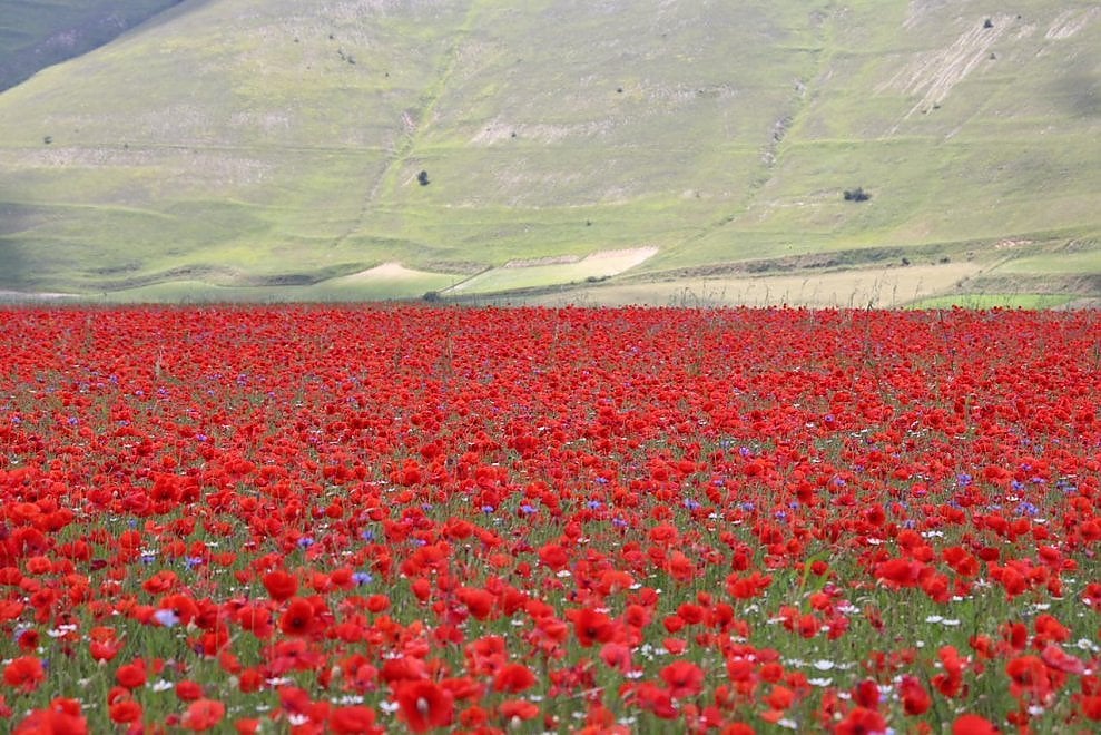 A Castelluccio di Norcia è tornata la Fioritura. Giallo, rosso, blu: una tavolozza di colori che è un incanto