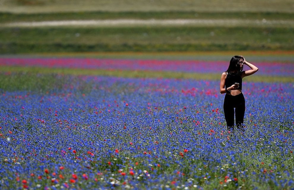 A Castelluccio di Norcia è tornata la Fioritura. Giallo, rosso, blu: una tavolozza di colori che è un incanto
