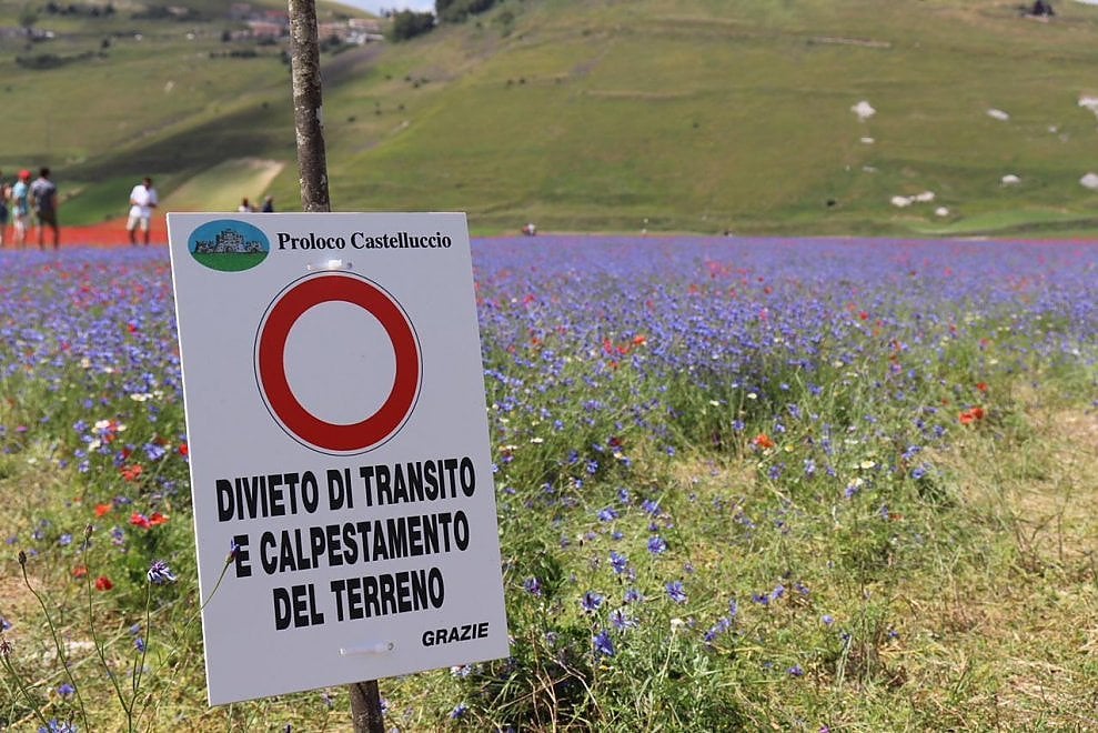 A Castelluccio di Norcia è tornata la Fioritura. Giallo, rosso, blu: una tavolozza di colori che è un incanto