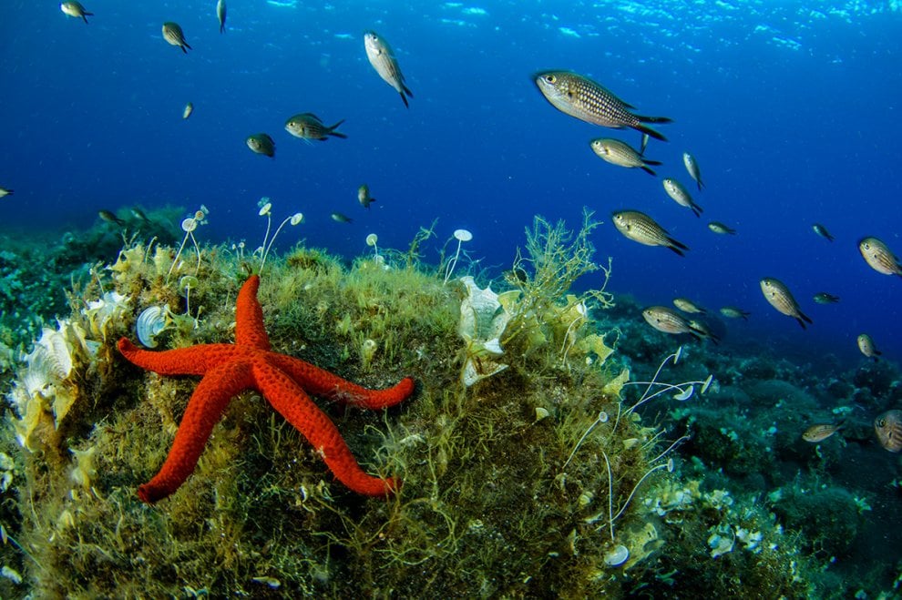 Pesci e coralli nella acque profonde delle Eolie