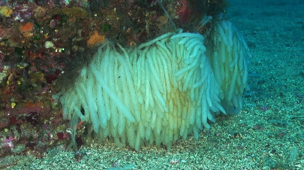 Pesci e coralli nella acque profonde delle Eolie