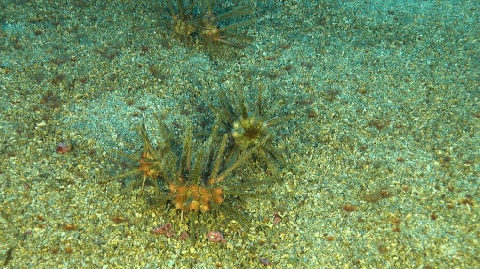 Pesci e coralli nella acque profonde delle Eolie