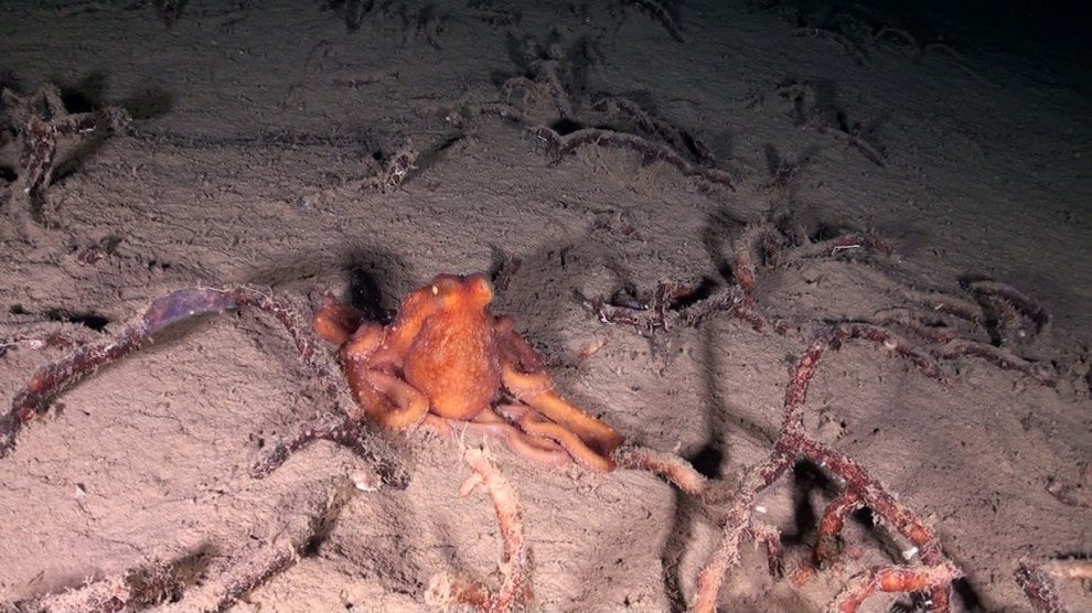 Pesci e coralli nella acque profonde delle Eolie