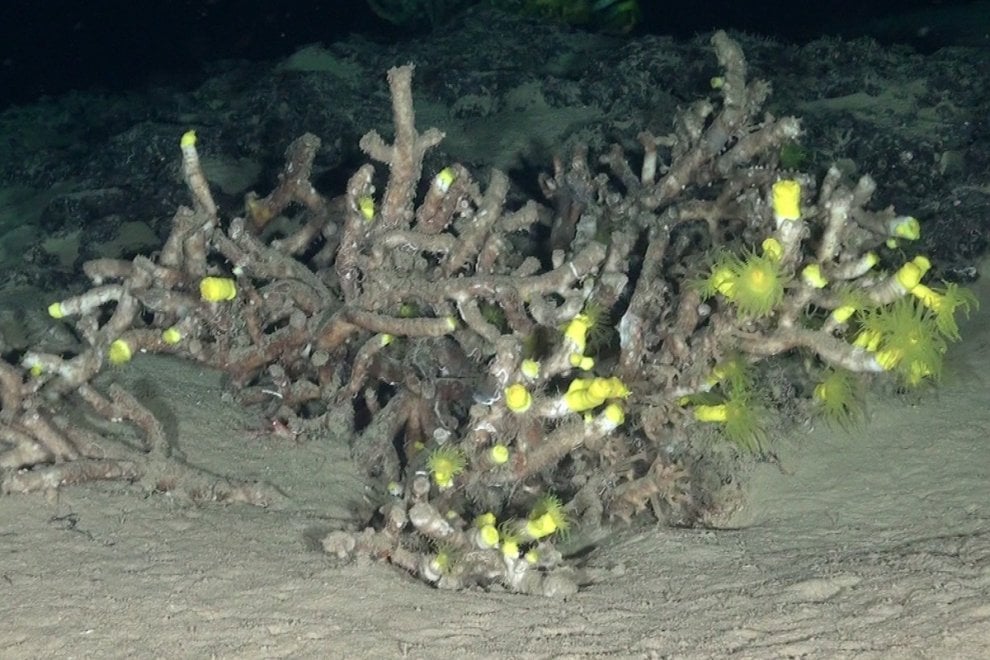 Pesci e coralli nella acque profonde delle Eolie