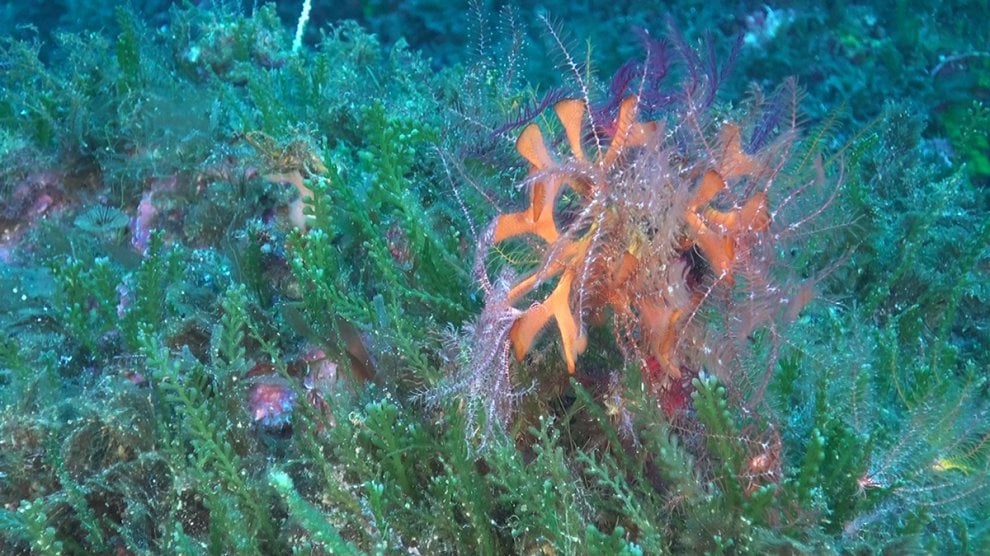 Pesci e coralli nella acque profonde delle Eolie