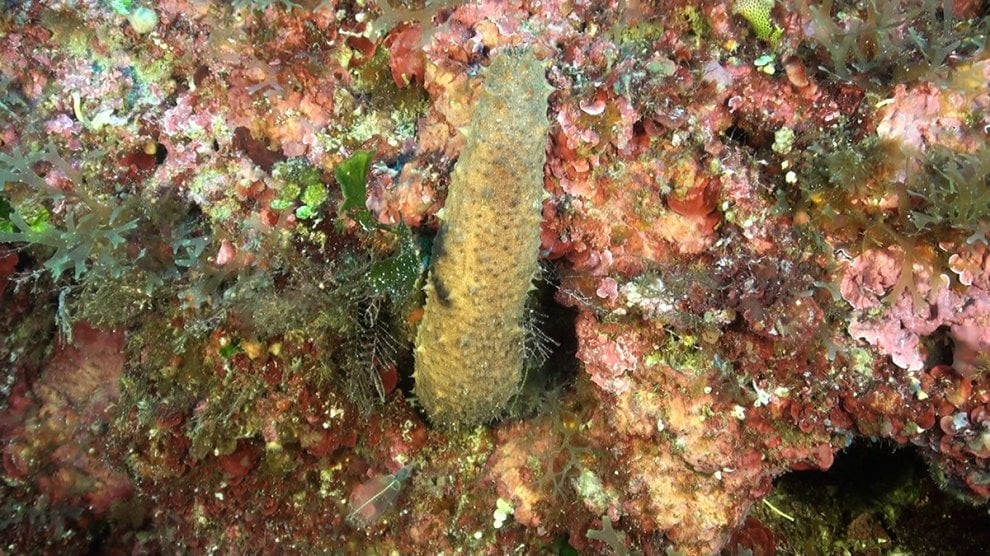 Pesci e coralli nella acque profonde delle Eolie