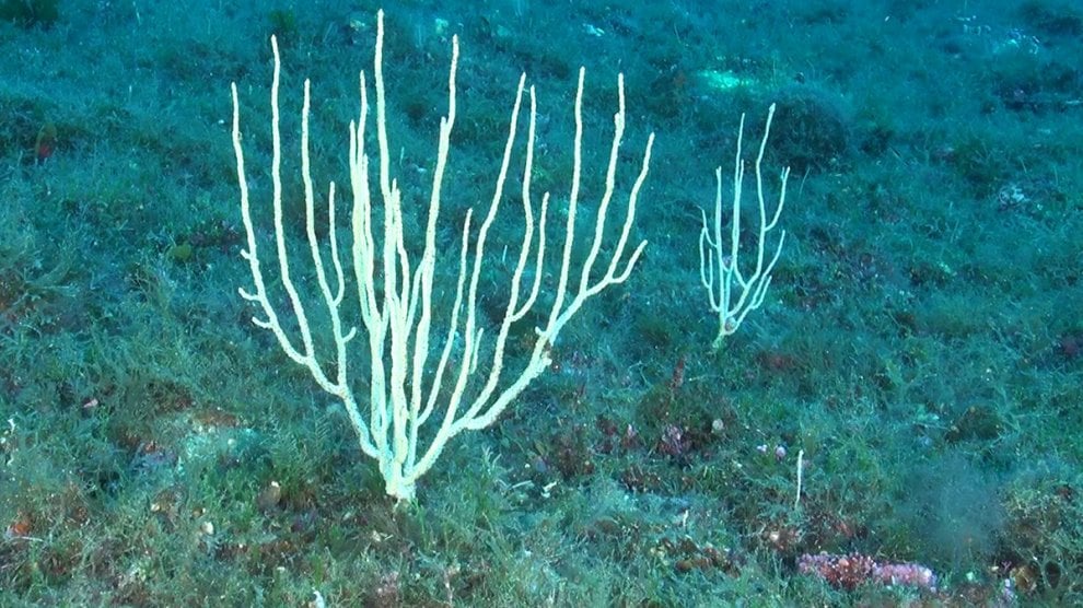 Pesci e coralli nella acque profonde delle Eolie