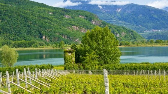 Vigneti nell'Alto Adige-Sudtirol